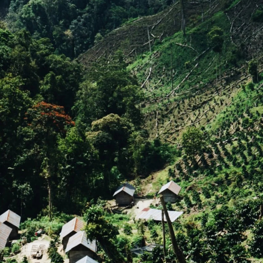 Manis Meriah - Espresso