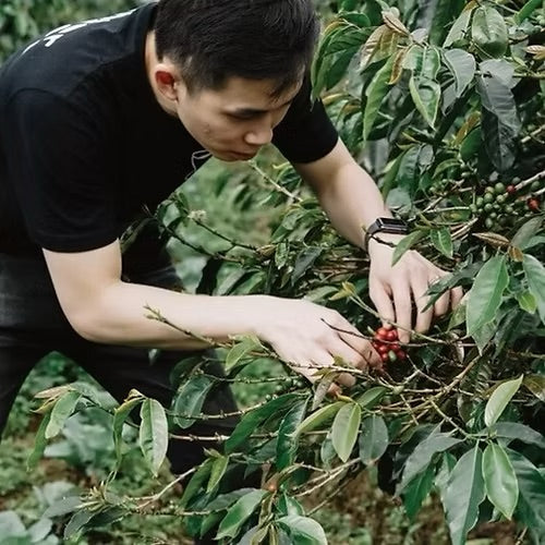 Good Morning Ali - Filter