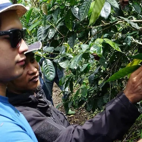Supriyanto, The Fight for Farming Independence - Meramanis Coffee Roaster