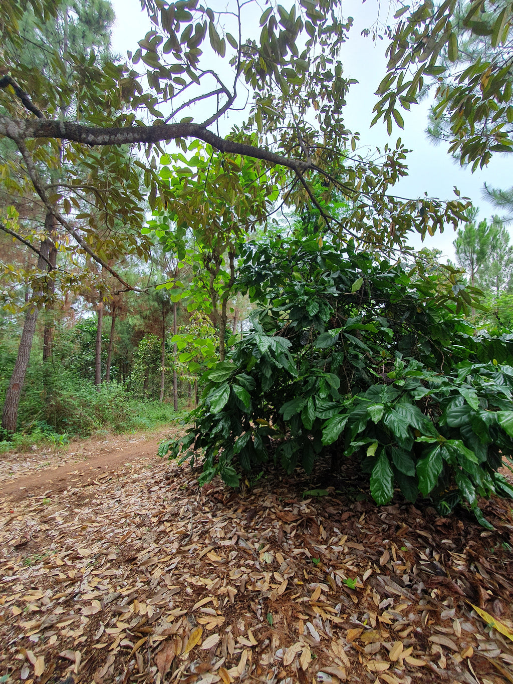 old liberica tree