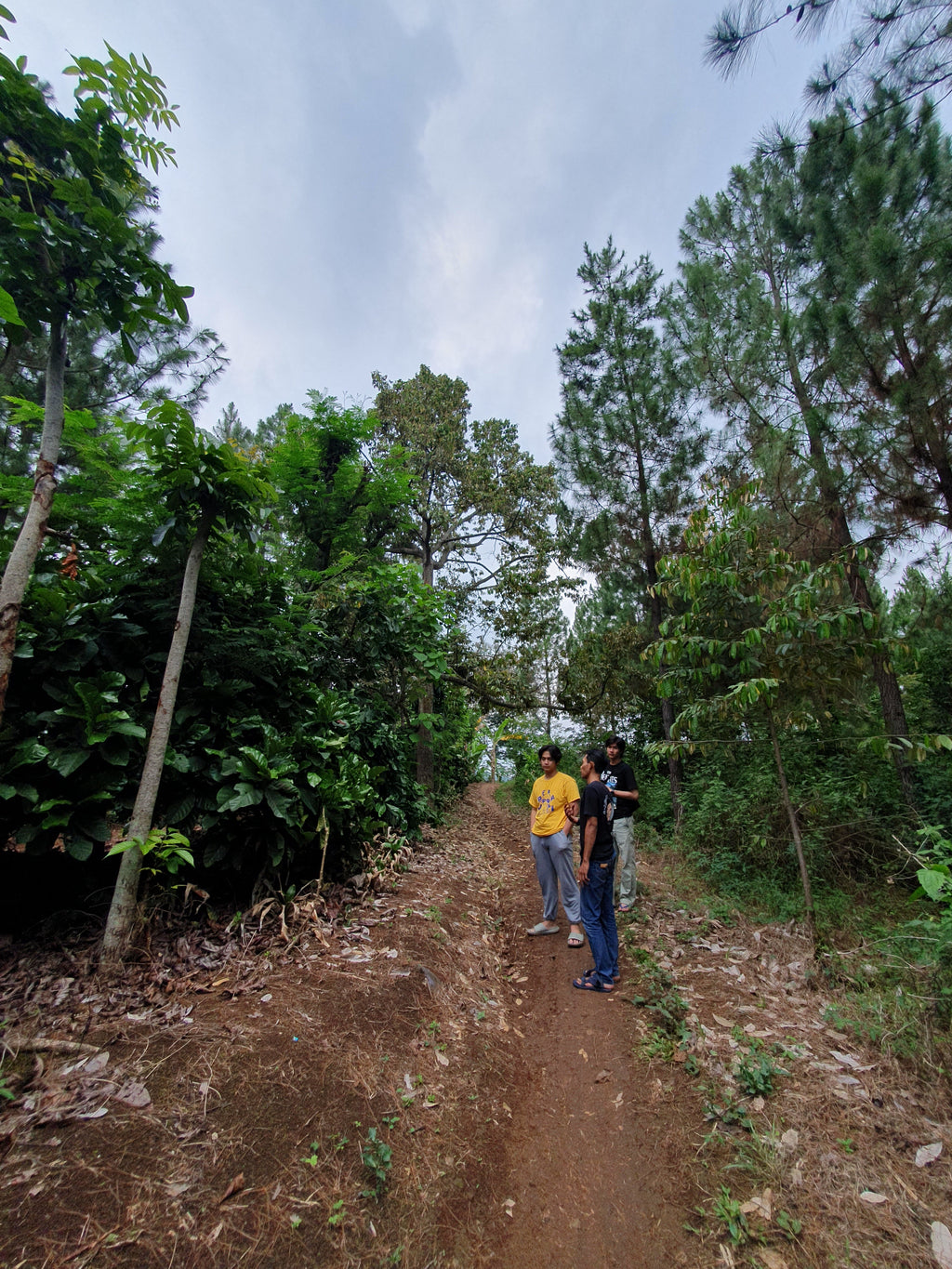 liberica wonosalam farm
