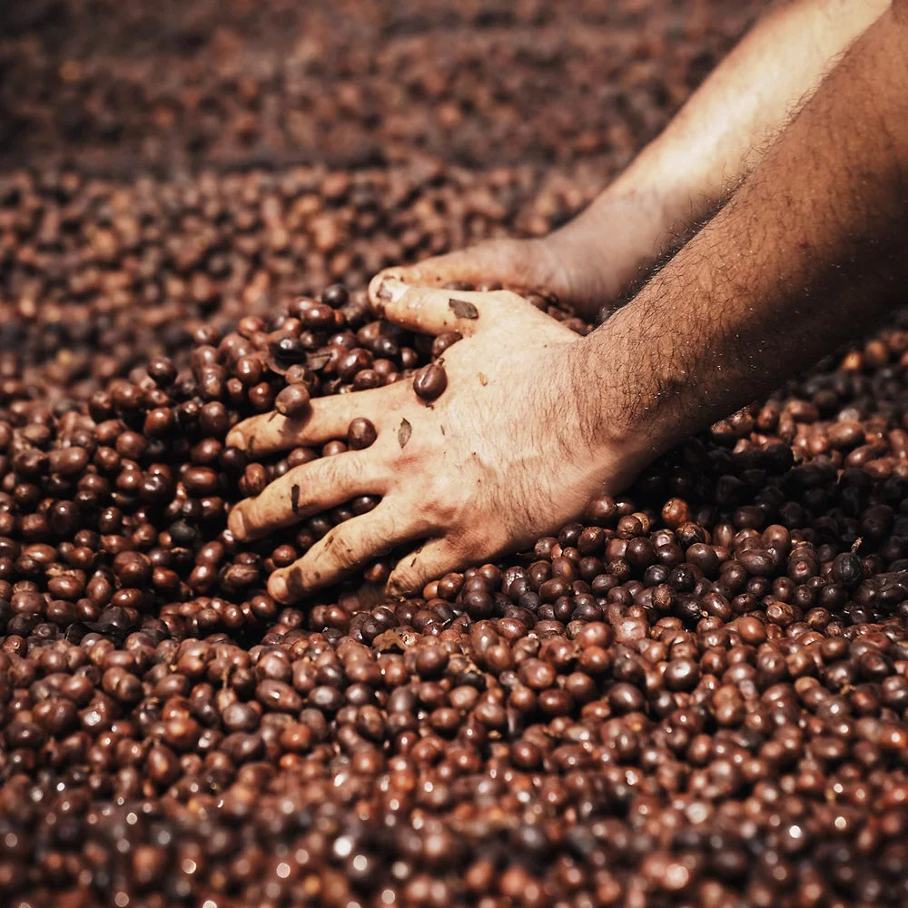 Cafe de Flores - Filter