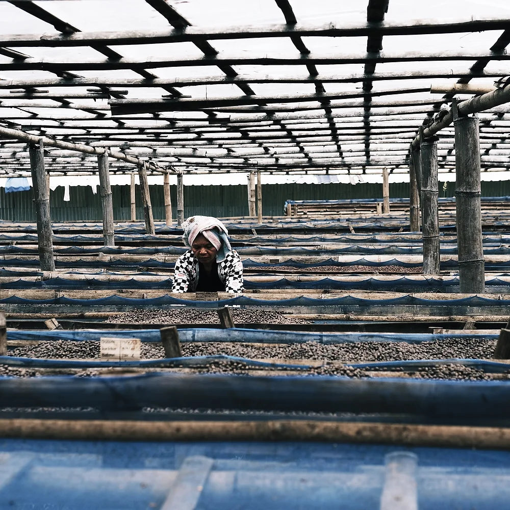 Cafe de Flores - Filter