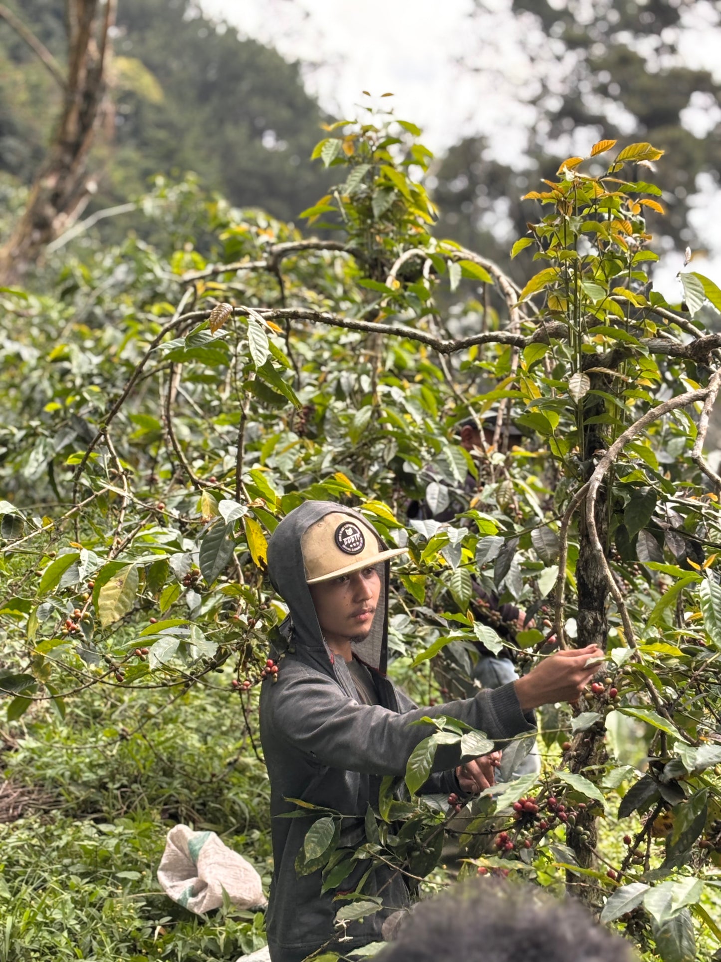 Zimt Zalabim - Espresso