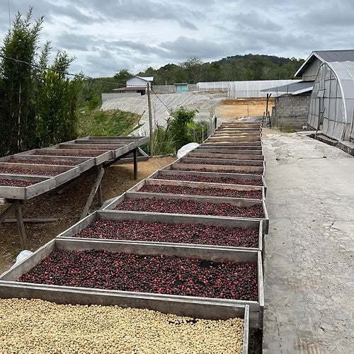 Senja di Goyang - Espresso - Meramanis Coffee Roaster